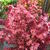 Acer palmatum 'Shaina'