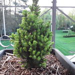 Picea glauca 'Rainbow's End' - 