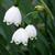 Leucojum aestivum