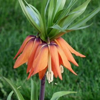 Fritillaria imperialis 'Striped Beauty'