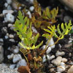 Onoclea sensibilis var. minima - 