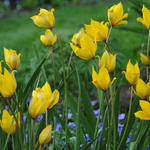 Tulipa sylvestris - Wilde Tulpe