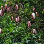 Tulipa clusiana - 