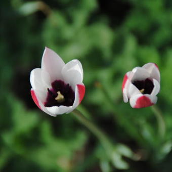 Tulipa clusiana