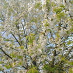 Prunus avium 'Burlat' - 