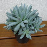 Pachyphytum compactum - 