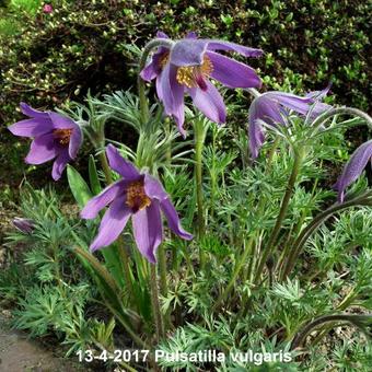 Pulsatilla vulgaris