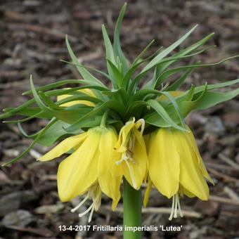 Fritillaria imperialis 'Lutea'