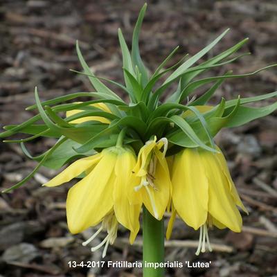 Fritillaria imperialis 'Lutea' - 