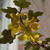 Fremontodendron californicum