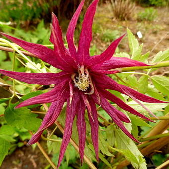 Clematis 'Octopus'