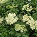 Sambucus nigra - Schwarzer Holunder