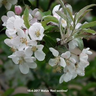 Malus 'Red Sentinel'