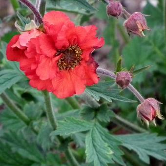 Geum 'Rubin'