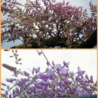 Wisteria sinensis 'Amethyst'