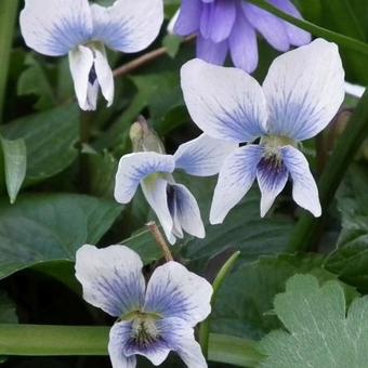 Viola sororia f. priceana