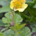 Geum 'Lisanne' - 