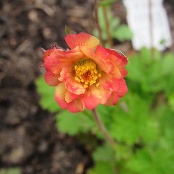 Geum 'Mango Lassi'