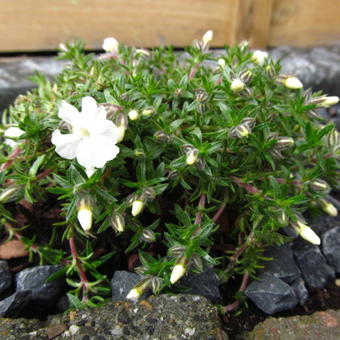 Phlox douglasii 'White Admiral'