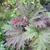 Rheum palmatum var. tanguticum