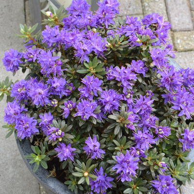 Rhododendron 'Azurika' - 