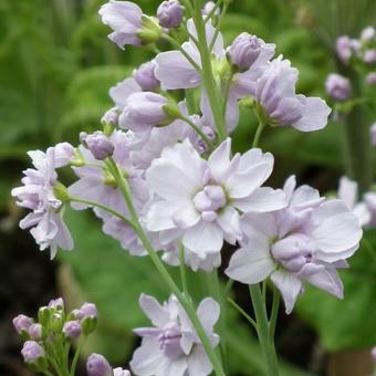 Cardamine pratensis 'Flore Pleno'