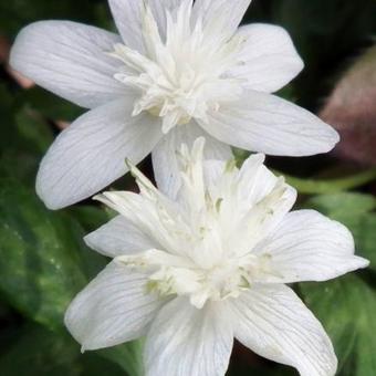 Anemone nemorosa 'Alba Plena'