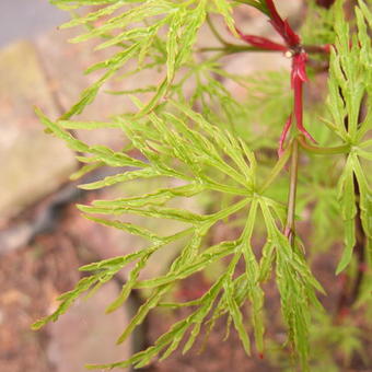 Acer palmatum 'Emerald Lace'