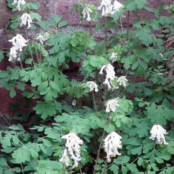 Corydalis ochroleuca