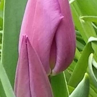 Tulipa