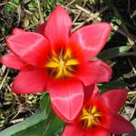 Tulipa greigii 'Toronto'  - 