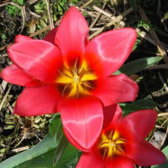 Tulipa greigii 'Toronto'