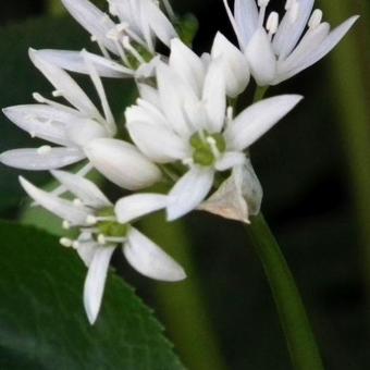 Allium ursinum