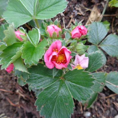 Fragaria 'Pink Panda'