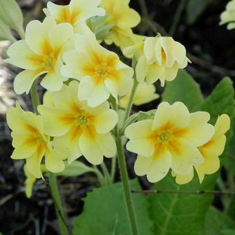 Primula veris