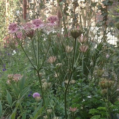 Astrantia major 'Rubra' - Astrantia major 'Rubra'