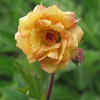 Geum COCKTAIL 'Alabama Slammer' - 