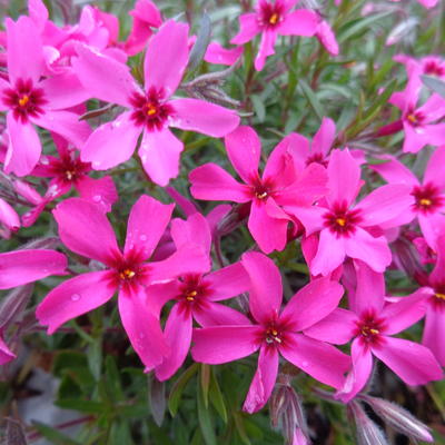 Phlox subulata 'Atropurpurea' - Phlox subulata 'Atropurpurea'