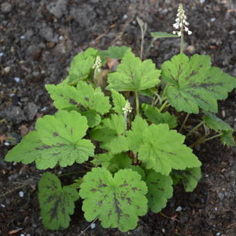 Tiarella 'Appalachian Trail'