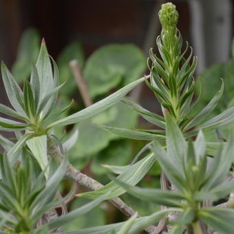 Echium candicans