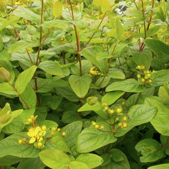 Hypericum x inodorum 'Excellent Flair'