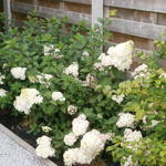 Hydrangea paniculata 'Sundae Fraise' - 