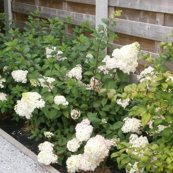 Hydrangea paniculata 'Sundae Fraise'