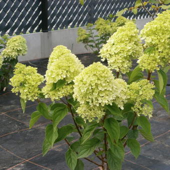 Hydrangea paniculata 'Jane'