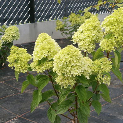 Hydrangea paniculata 'Jane' - Hydrangea paniculata 'Jane'