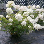 Hydrangea paniculata 'Bombshell' - 