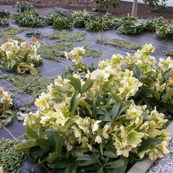 Helleborus x nigercors 'Snow Love'