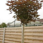 Acer platanoides 'Crimson Sentry' - 