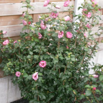 Hibiscus syriacus 'Pink Giant' - Hibiscus syriacus 'Pink Giant'