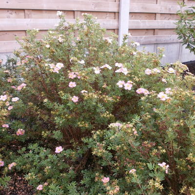 Potentilla fruticosa ´Pink Lady´ - 